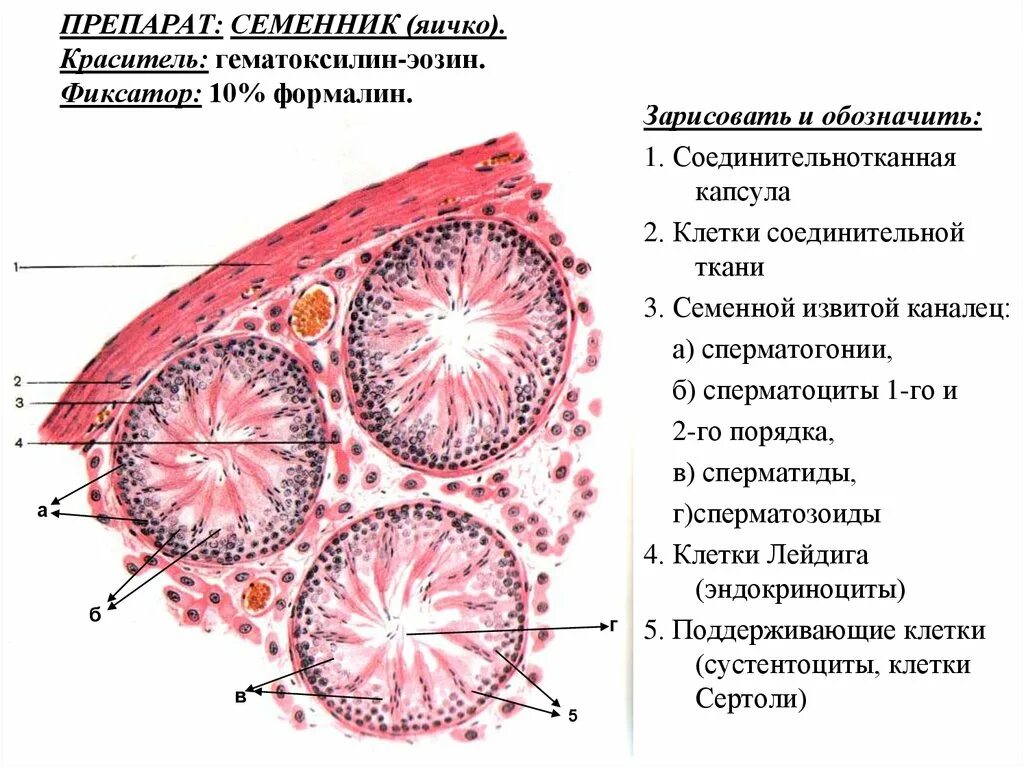 Строение яичка гистология. Семенник крысы гистология. строение семенника крысы. семенник крысы гистология препарат. семенник гистология препарат.