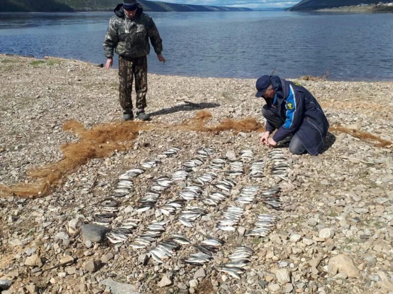 Где добыть рыбу. Браконьеры на рыбалке в Красноярске. Рыба в Богучанах.