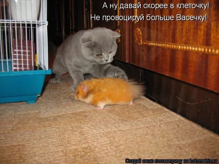 Мемы быстрый. Какая давай быстрей. Давай быстрее. Какая давай быстрей. Приколы про диану.