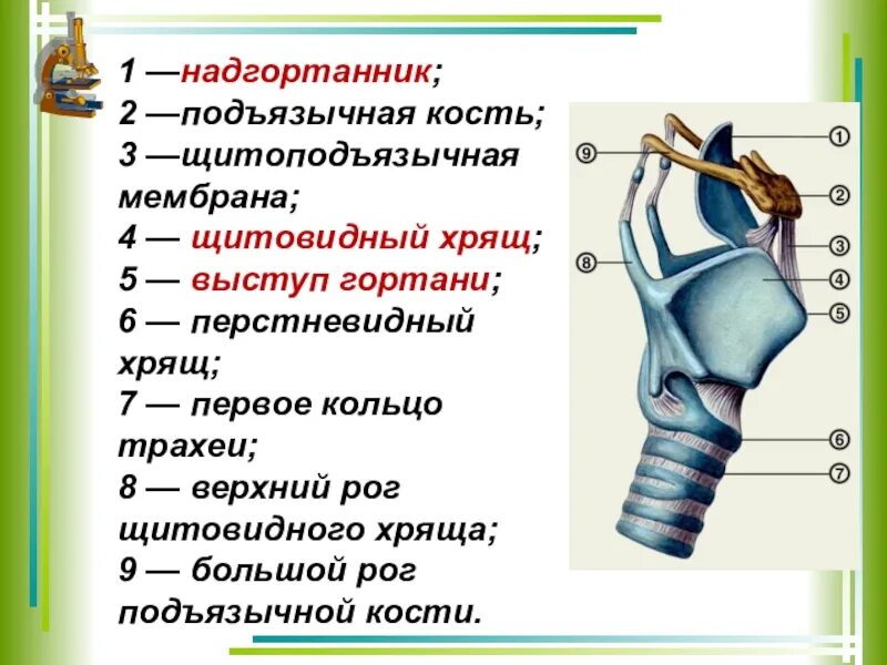 Как называется наиболее крупный хрящ гортани. Хрящи гортани щитовидный хрящ. перстневидный хрящ гортани. хрящи гортани 5 хрящей. щитоподъязычная мембрана гортани.
