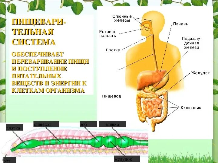 Организм единое целое биология. Организм единое целое схема. Человеческий организм как единое целое. Организм это в биологии.