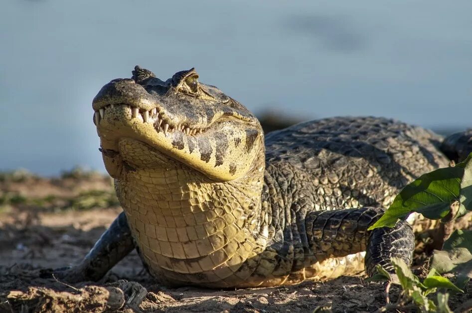 Кайман животное. Кайман Жакаре. Кайман Пантанал. Парагвайский Кайман. Кайман Парагвайский крокодил.