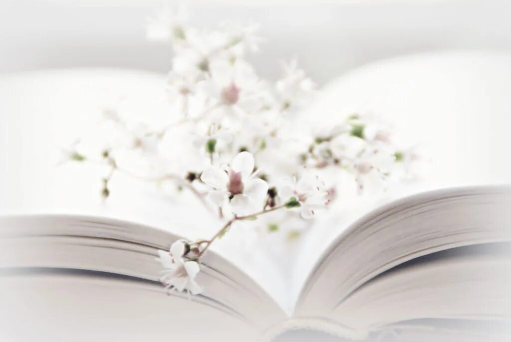 Нежный фон с книгами. Раскрытая книга с цветами. Белые цветы и книга. Книга с белыми цветами. Стихи сток