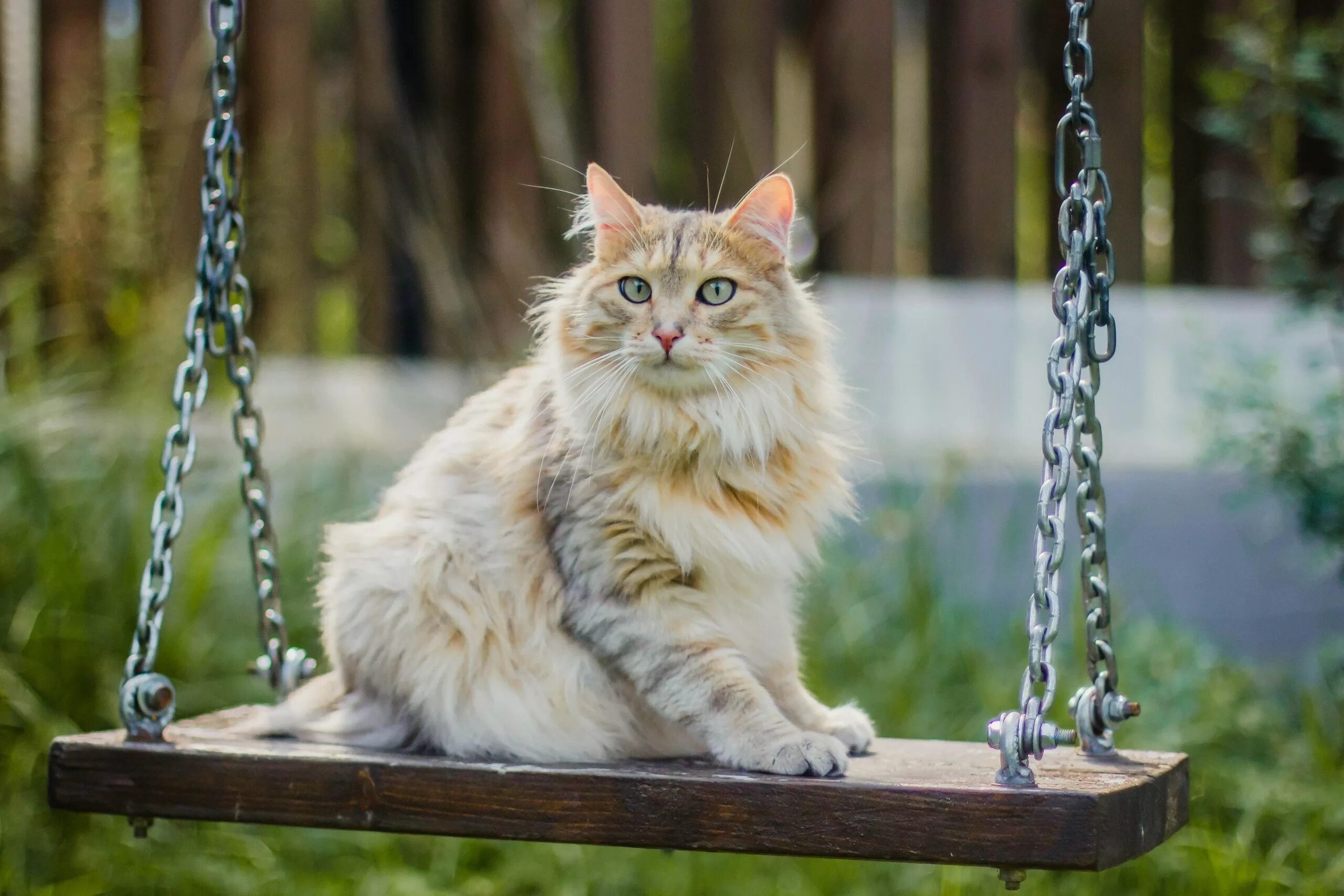 Кошка качается
