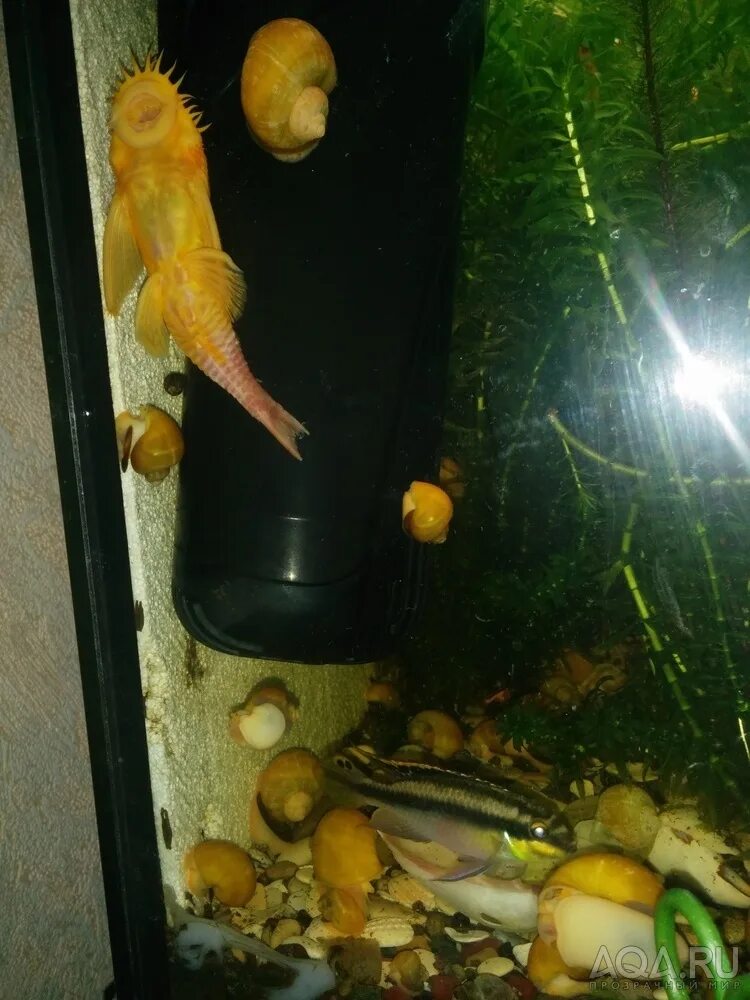 Сомик анциструс вуалевый стрекоза. Умирают анциструсы в аквариуме. Умирают анциструсы в аквариуме. Заболевание рыбок анциструс. Анциструс.