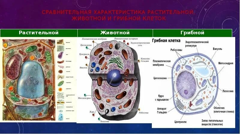 Клетки растительные животные бактериальные грибные. Органоиды грибной клетки строение. Подпишите органоиды растительной клетки гриба. Строение грибной клетки строение и функции. Клетка гриба строение и функции.