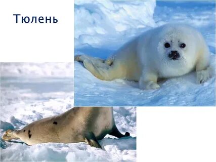 Кто обитает севернее