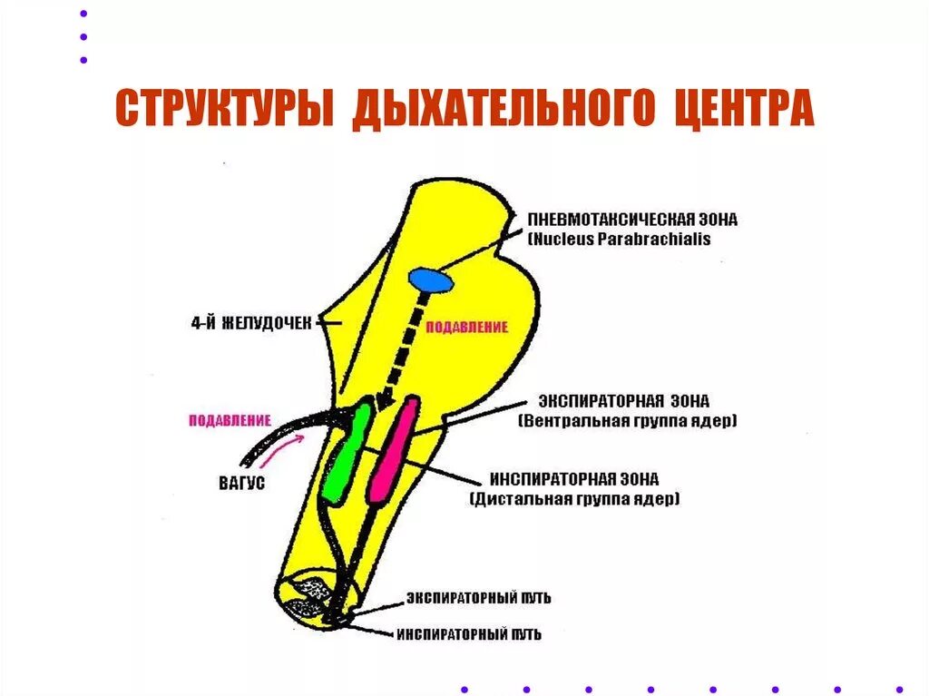 Содержит центры дыхательных рефлексов. Структура дыхательного центра физиология. Структура и локализация дыхательного центра физиология. Дыхательный центр анатомия. Локализация, структура и функции дыхательного центра..