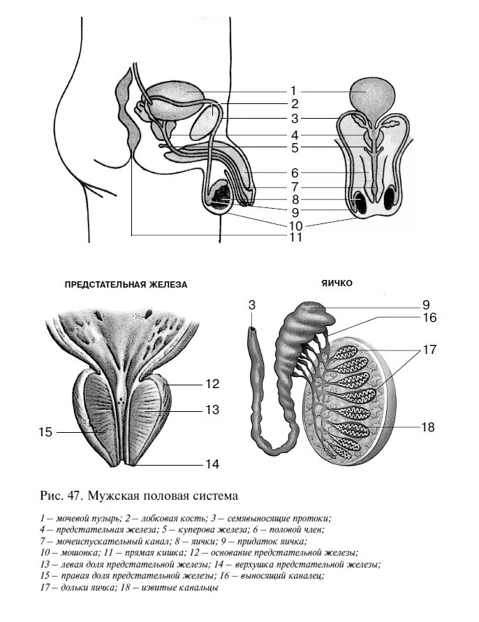Найти мужской орган. Схема строения репродуктивной системы. Мужская половая система схема. Строение мужской половой системы анатомия. Схема мужской половой системы анатомия.