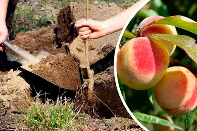Колоновидный персик карликовый хоней ред. Всход косточки яблони. Росток персика из косточки. Алыча приствольный круг. Нектарин саженцы.