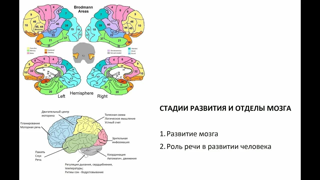 Развитие зон мозга