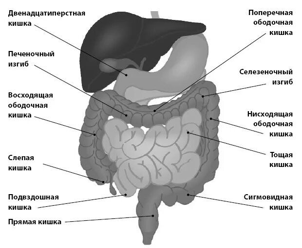 Двенадцатиперстная кишка и тощая кишка. Печеночный изгиб ободочной кишки. Печеночная кривизна ободочной кишки. Селезеночная кривизна ободочной кишки.