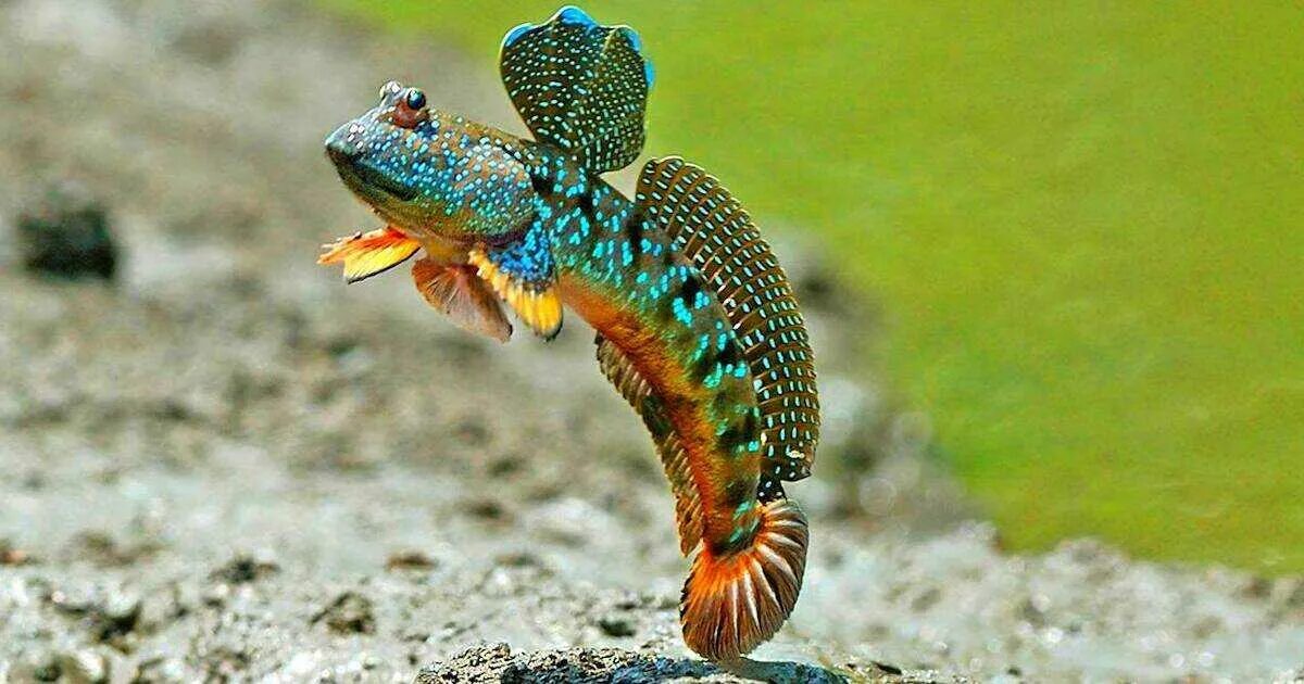 Periophthalmus barbarus. Илистый прыгун рыба. Илистый прыгун рыба. Мраморный протоптер. Илистый прыгун рыба в индийском океане.