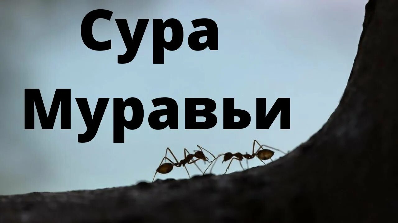 Сура ан намль. Сура 27: «АН-Намль» («муравьи»). Сура муравей в Коране. Сура 27 62 аят муравьи. Сура Аль Намль.