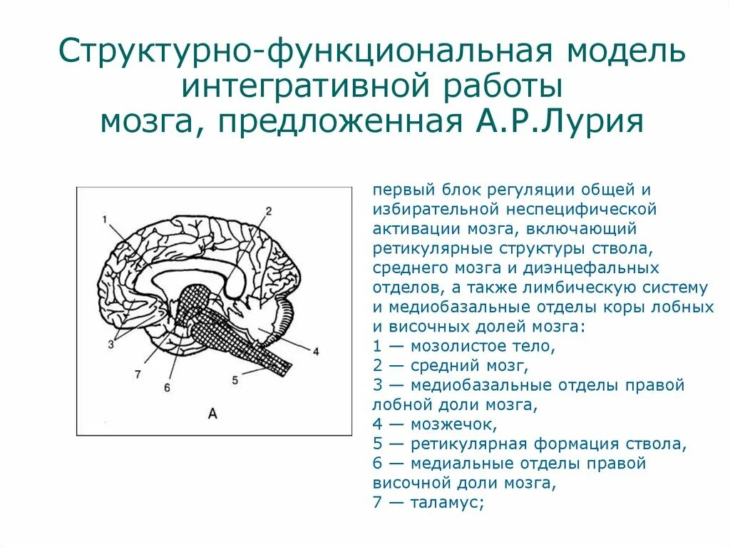 Нарушения блоков мозга. Структурно-функциональная модель интегративной работы мозга. Структурно функциональная модель мозга Лурия. Функциональные блоки мозга по а.р Лурия. Три функциональных блока мозга по а.р Лурия.