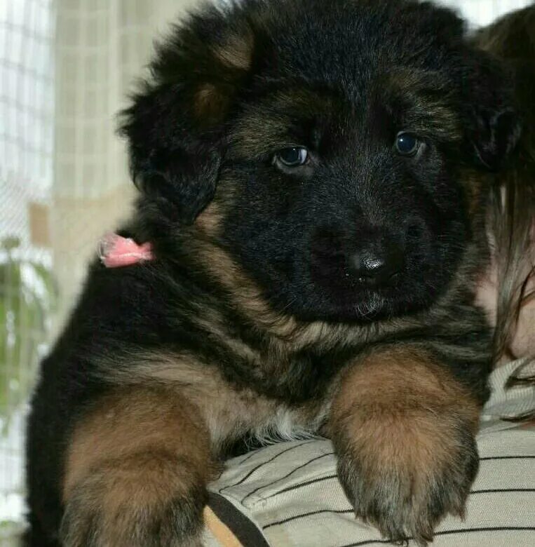 Длинношёрстная немецкая овчарк. Восточно-европейская овчарка длинношерстная. Длинношерстная овчарка щенок. Голландская овчарка длинношерстная. Длинношерстные зонарные овчарки.