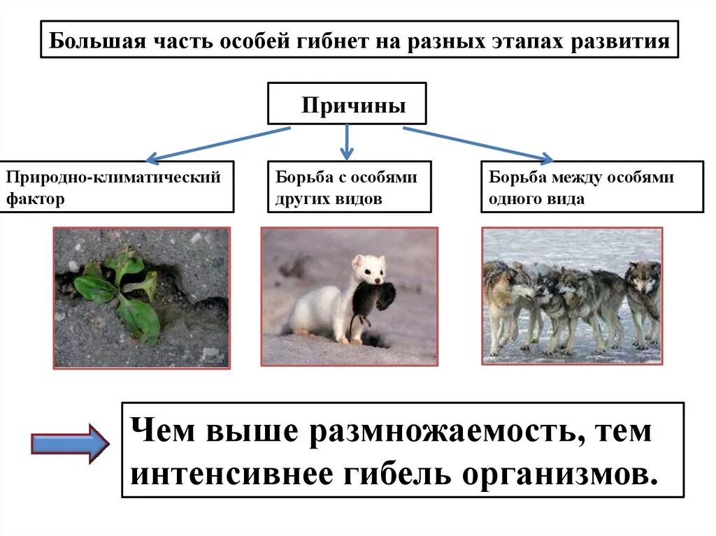 Борьба за существование схема. Схема виды борьбы за существование. Борьба за существование биология 9 класс. Формы борьбы за существование. Выбери три верных характеристики борьбы за существование