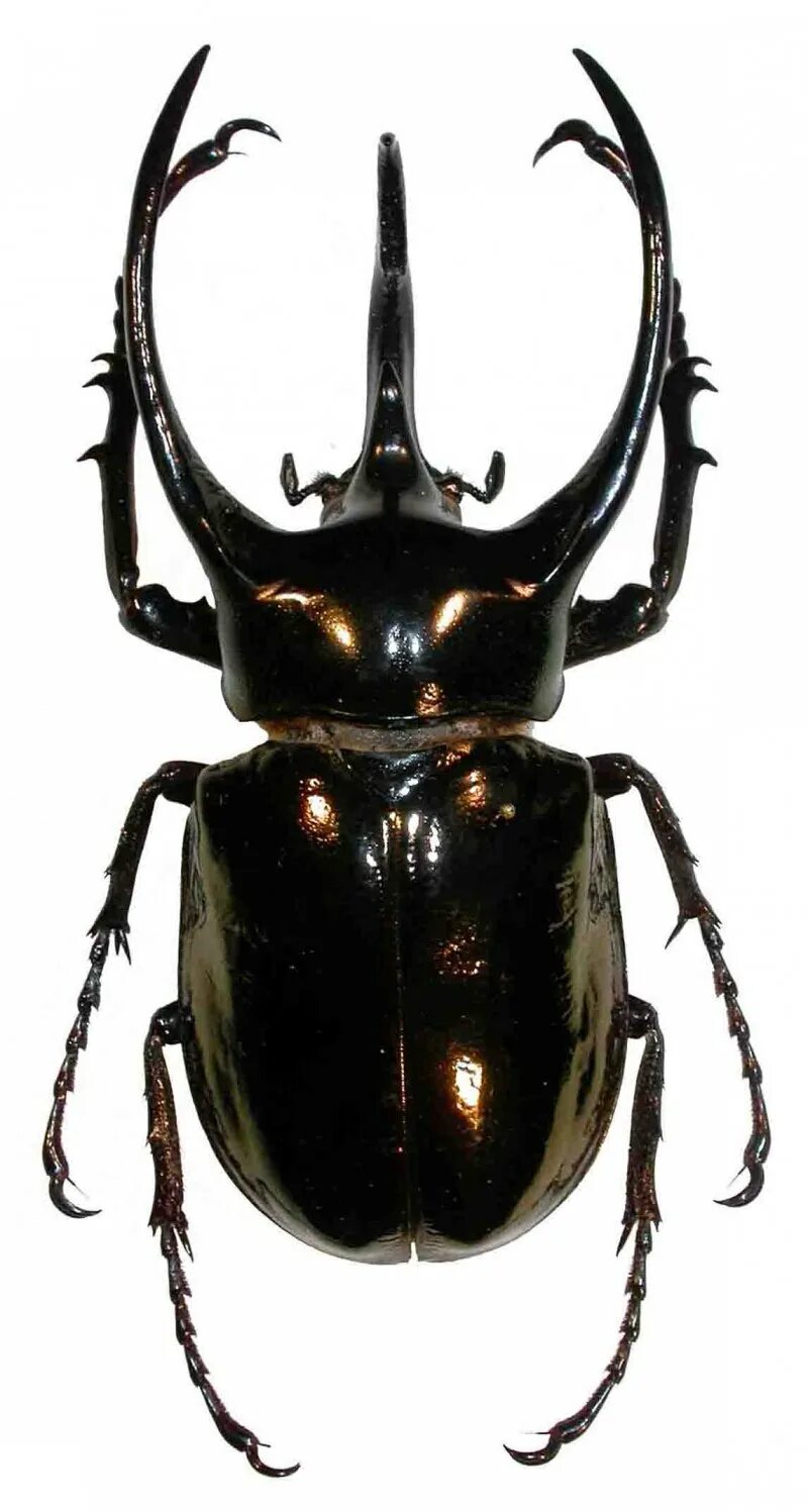 Atlas beetle Chalcosoma caucasus #entomology #beetle #insects Beetle, Insects, B