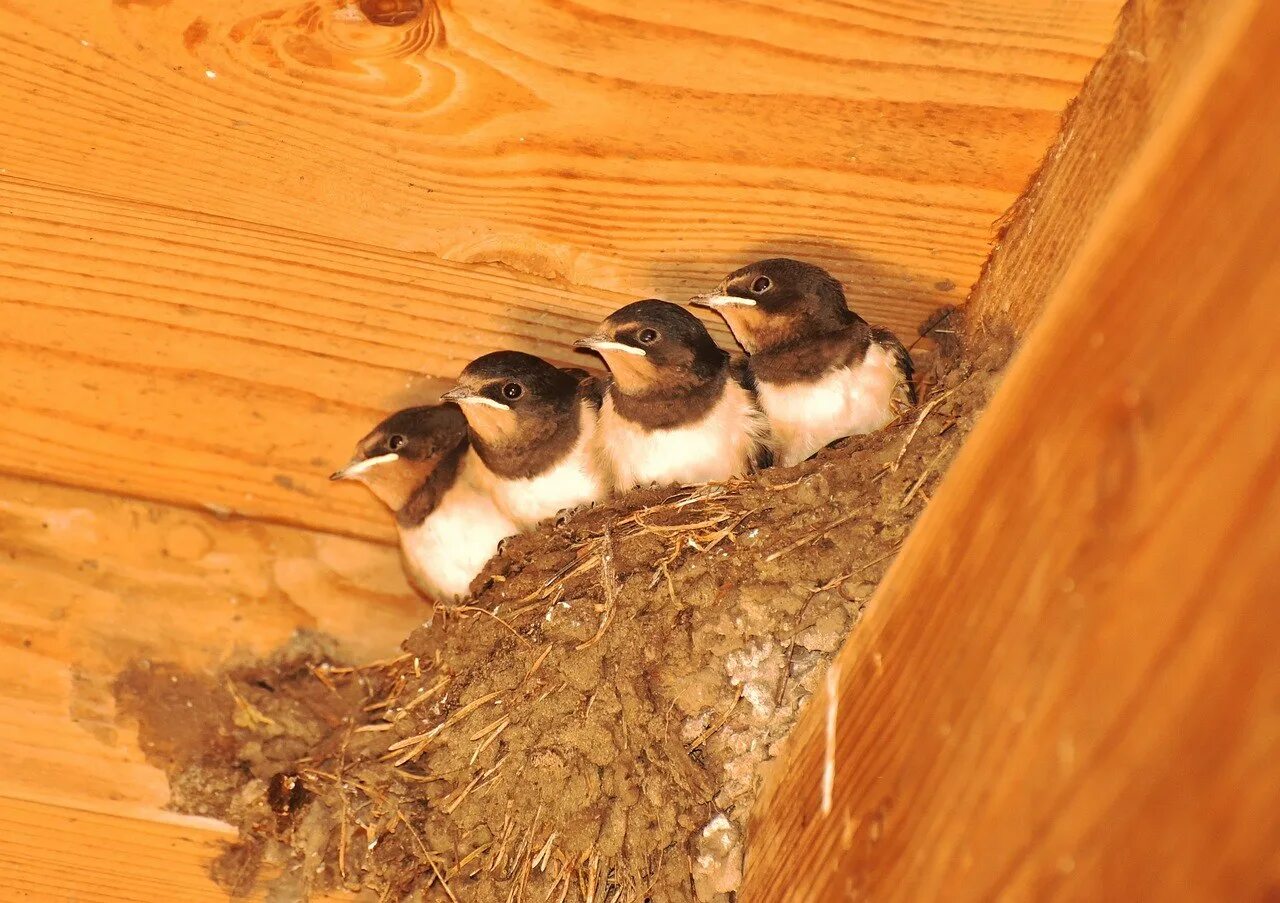 Гнезда птиц под крышей дома. Ласточкино гнездо. / Гнездо птицы ласточки. Ласточкино гнездо с птенцами. Рыжепоясничная Ласточка на гнезде. Ласточкино гнездо фото птицы.