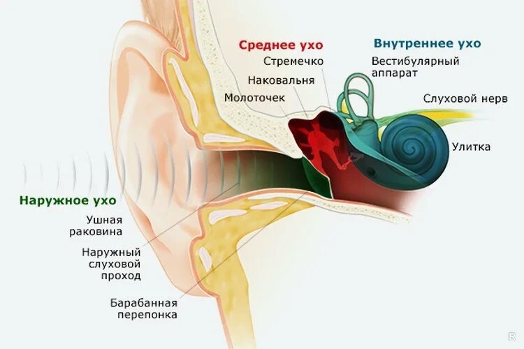 Слышать принцип. Шум звон в ушах причины. Строение уха и вестибулярного аппарата. Строение ухо и вестибулярный аппарат.