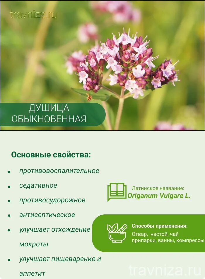 Трава душица применение дома в чай отчего. Душица обыкновенная лекарственные свойства. лекарственное растение душица обыкновенная противопоказания. душица обыкновенная орегано описание. характеристики лекарственного растения душица.