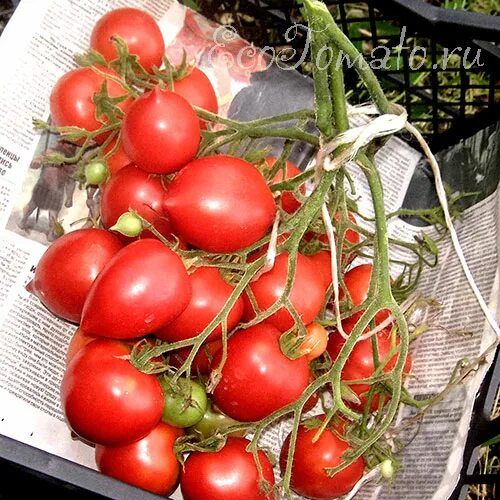 томат гибрид тарасенко