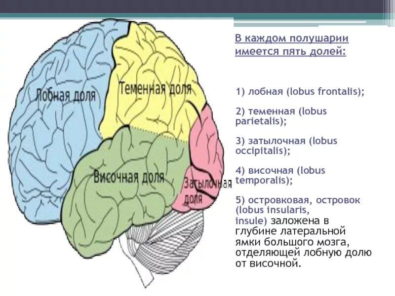 Какая зона в височной доле. 3 Блок и лобные доли. Лобная и теменная доли.