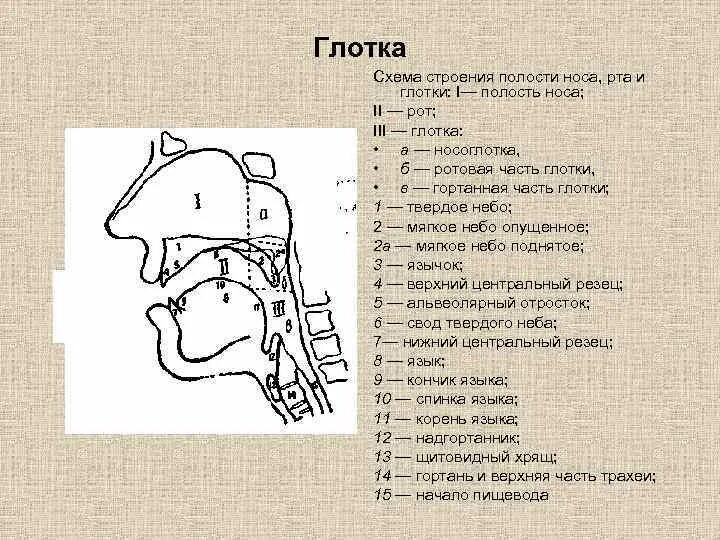 Ротовая полость строение рисунок. Ротовая полость строение рисунок