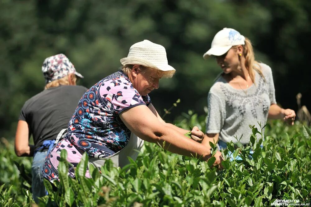 В россии растет чай. Чайные плантации Адыгея. Сбор чая. Сбор чая в России. Собирают чай.