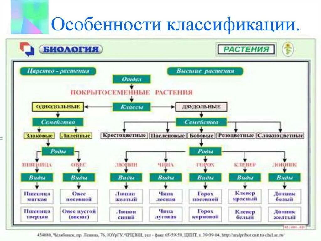 Систематика растений схема ЕГЭ биология. Классификации растений основы систематики растений. Общая схема систематики растений. Царство растений классификация. Определение систематике