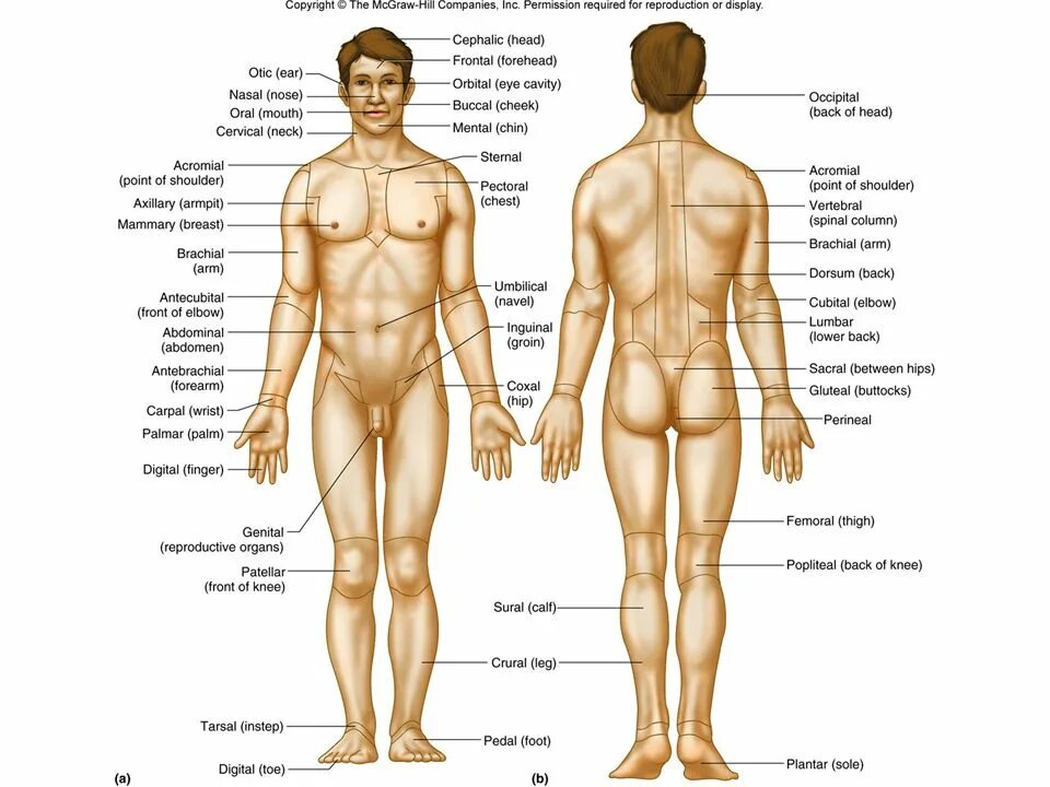 Back between. Части тела человека. Название частей человека. Части тела человека названия. Части тела человека анатомия.