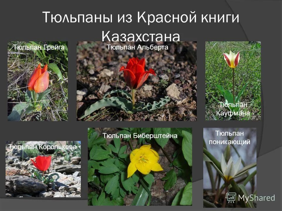 Редкие и исчезающие растения. Редкие и исчезающие животные и растения казахстана. Беркут. Редкие растения казахстана. Красная книга казахстана животные и растения.