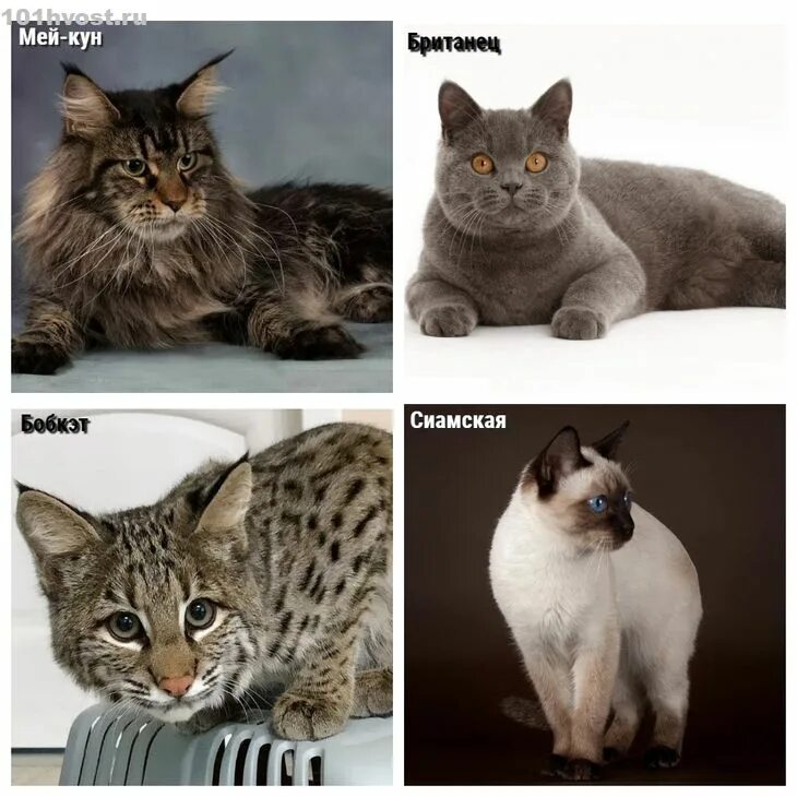 Разновидности кошек породы. Умные породистые кошки. Самые распространённые породы кошек. Самые популярные кошачьи породы. Породы кошек какую завести