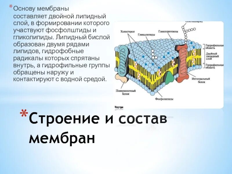 Липидный слой мембран образован двойным. Липидный слой мембраны. Строение липидного слоя в мембране. Бислой мембраны.