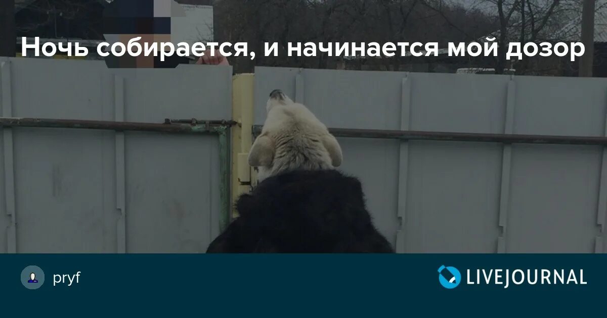 Начальник дозора всю ночь высматривал расположение врагов. Ночь начинается и начинается мой дозор. Теперь его дозор окончен. Мой дозор начался Мем. Да начнется мой дозор.