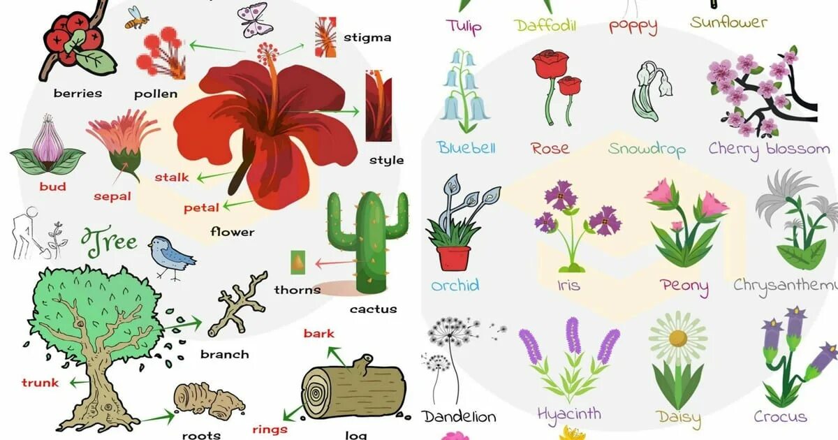 Plants english. Цветы на английском языке. Растения цветы на английском. Цветы названия на английском. Названия цветов на английском растения.