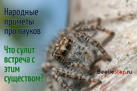 Почему видишь пауков