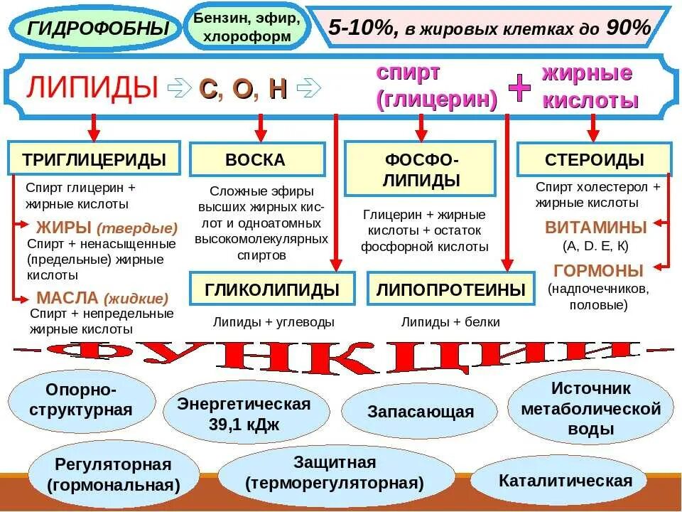 Углеводы липиды строение. Схема строения липидов. Строение и классификация липидов. Липиды их строение и функции. Липиды строение структурное.