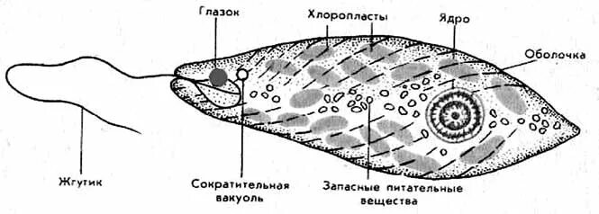 Жгутиконосцы особенности жизнедеятельности