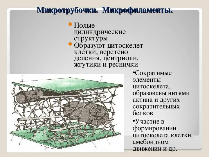Поддержание формы клетки. Строение клетки микрофиламенты. цитоскелет микрофиламенты. микрофиламенты в эукариотической клетки. клетки цитоскелета микротрубочки функции.