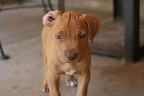 Red nose