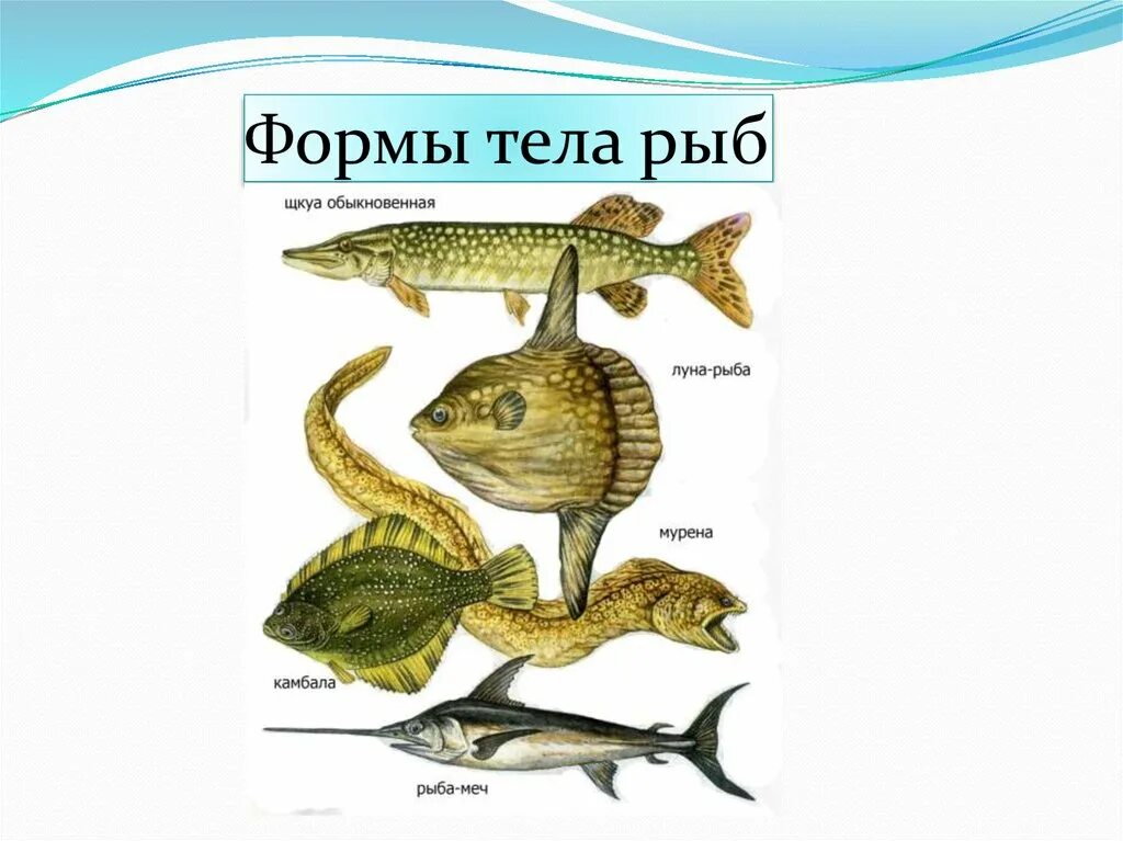 Какое тело у рыб. Форма тела рыб. Различные формы тела рыб. Торпедовидная форма тела у рыб. Форма тела щуки.
