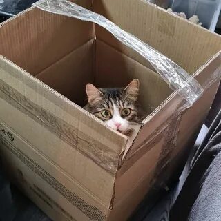 Большие коты в коробках