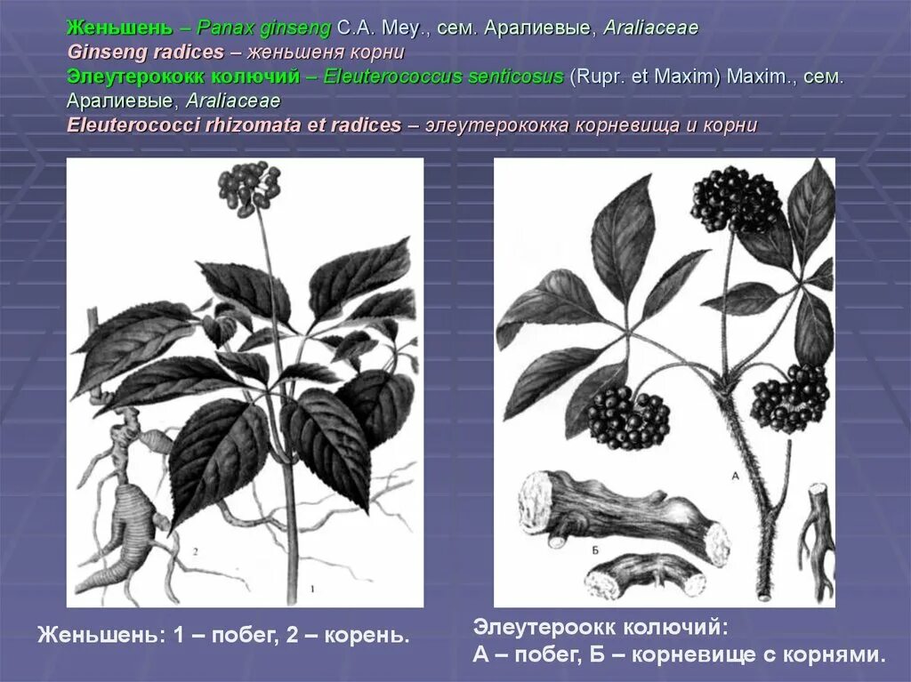 Женьшень или элеутерококк что лучше. Женьшень Аралиевые. Элеутерококк колючий корневища и корни. Корни женьшеня Фармакогнозия. Женьшень ЛРС.