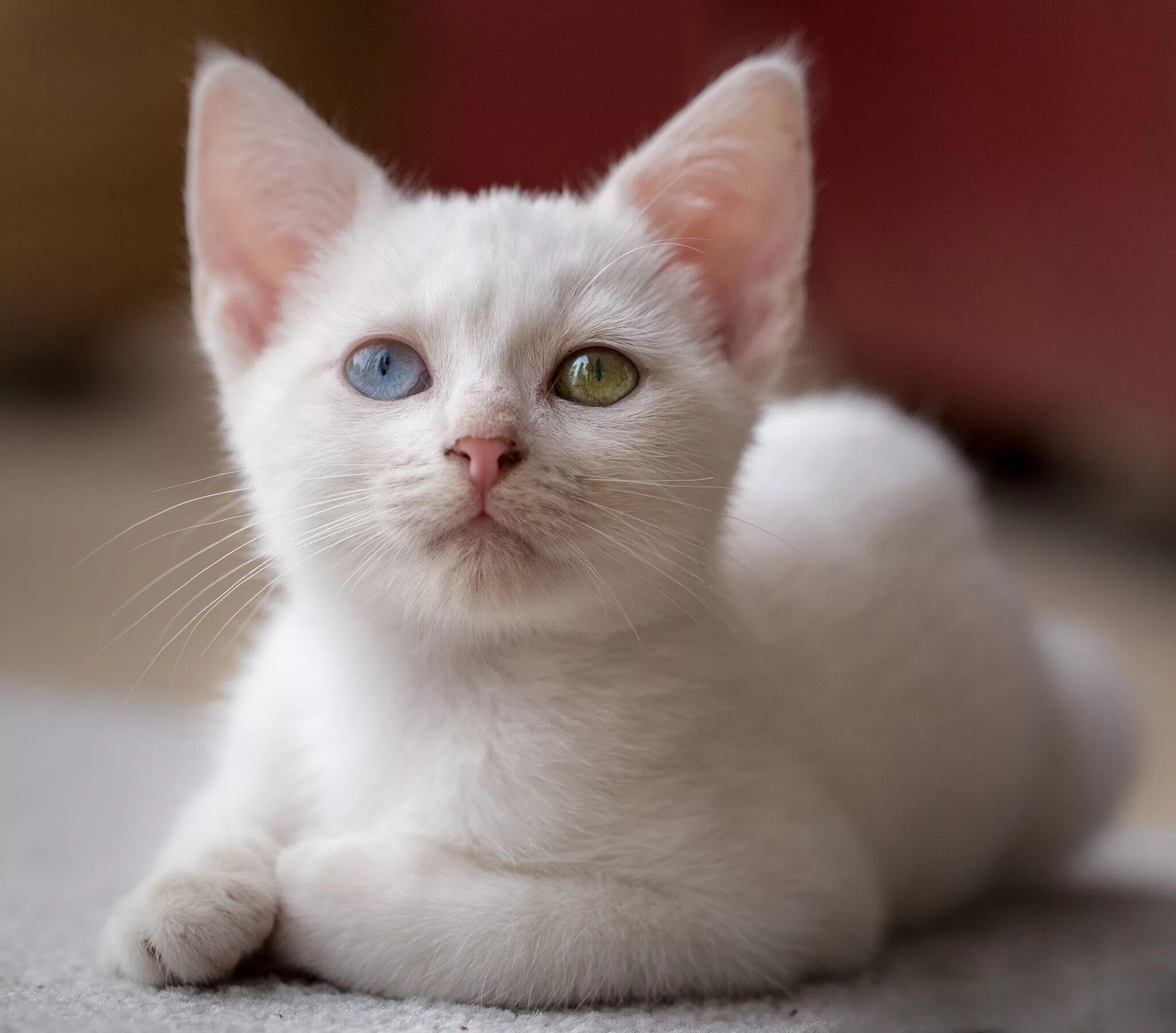 Котенок с разными глазами