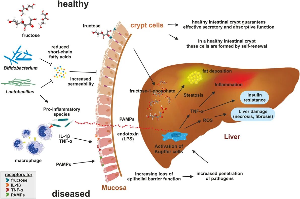 Microbiota Celiac disease. Микробиота и целиакия. Фруктоза и печень