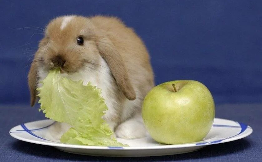 Можно кролику яблоко. Еда для кроликов. Кролик кушает. Что кушают декоративные кролики. Что едят зайцы.
