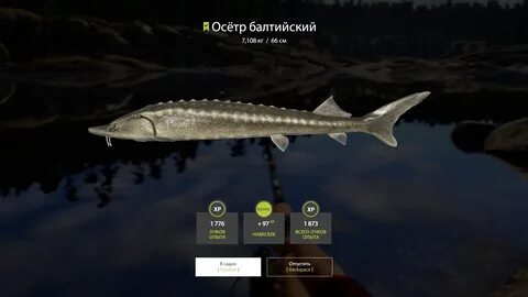 Стерлядь можно ли ловить