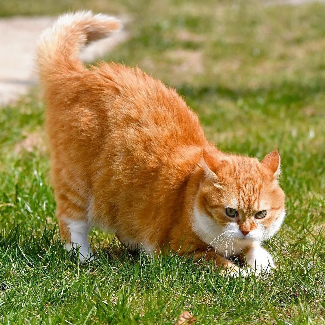 Красивый рыжий кот. Джинджер рыжая. Огненно рыжая кошка. Европейский короткошерстный кот рыжий. Рыжие коты.