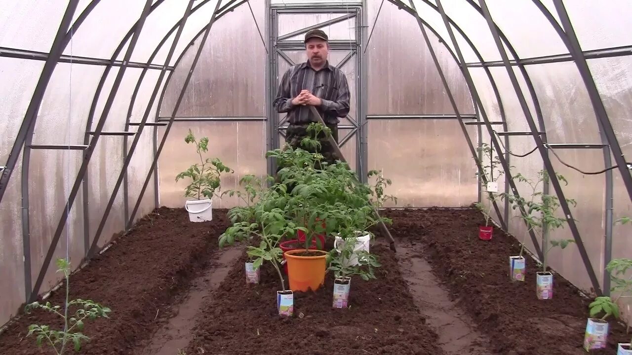 Высадка томатов в теплицу из поликарбоната